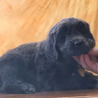 Valentine Sale Xenia, a female Newfoundland for sale in Sugarcreek, OH – Photo 5 of 10