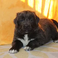 Valentine Sale Xenia, a female Newfoundland for sale in Sugarcreek, OH – Photo 4 of 10