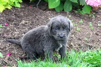 Silvia, a female Newfoundland for sale in Sugarcreek, OH – 6 of 7