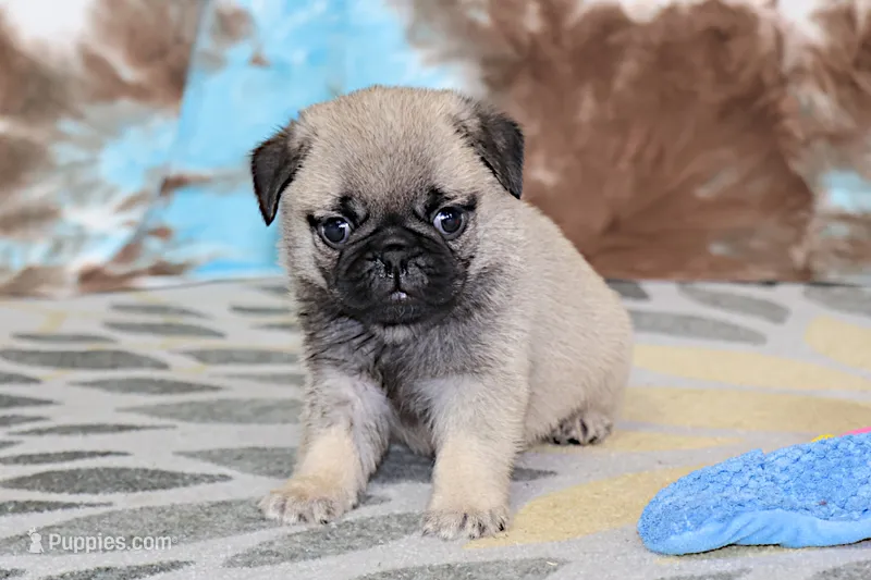 Monty – Pug puppy for sale in Sugarcreek, OH