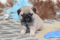 Monty, a male Pug for sale in Sugarcreek, OH – 1 of 7
