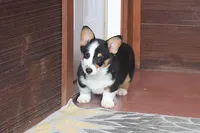 OFA, AKC, Farley, a male Pembroke Welsh Corgi for sale in Sugarcreek, OH – Photo 1 of 9