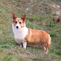 OFA, AKC, Farley, a male Pembroke Welsh Corgi for sale in Sugarcreek, OH – Photo 4 of 9