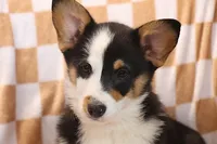 OFA, AKC, Farley, a male Pembroke Welsh Corgi for sale in Sugarcreek, OH – Photo 2 of 9