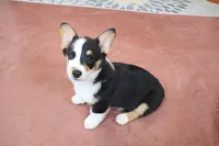 OFA, AKC, Farley, a male Pembroke Welsh Corgi for sale in Sugarcreek, OH – Photo 3 of 9