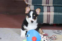 OFA, AKC, Farley, a male Pembroke Welsh Corgi for sale in Sugarcreek, OH – Photo 6 of 9