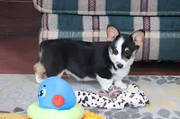 OFA, AKC, Farley, a male Pembroke Welsh Corgi for sale in Sugarcreek, OH – Photo 8 of 9