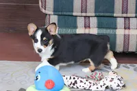 OFA, AKC, Farley, a male Pembroke Welsh Corgi for sale in Sugarcreek, OH – Photo 9 of 9