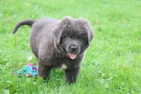 Montoya, a male Newfoundland for sale in Sugarcreek, OH – 8 of 9