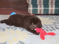 Denver, a male Newfoundland for sale in Sugarcreek, OH – Photo 4 of 8