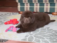 Denver, a male Newfoundland for sale in Sugarcreek, OH – Photo 8 of 8