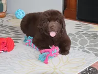 Denver, a male Newfoundland for sale in Sugarcreek, OH – Photo 6 of 8