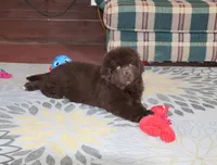 Denver, a male Newfoundland for sale in Sugarcreek, OH – Photo 5 of 8
