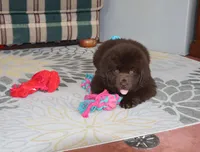 Denver, a male Newfoundland for sale in Sugarcreek, OH – Photo 2 of 8