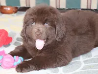 Denver, a male Newfoundland for sale in Sugarcreek, OH – Photo 1 of 8