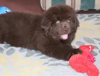 Denver, a male Newfoundland for sale in Sugarcreek, OH – Photo 3 of 8