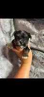 Blue boy , a male Yorkshire Terrier for sale in Inez, KY – 5 of 10