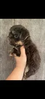 Red boy , a male Yorkshire Terrier for sale in Inez, KY – 3 of 10