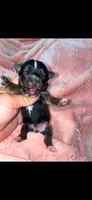 Blue boy , a male Yorkshire Terrier for sale in Inez, KY – 4 of 10