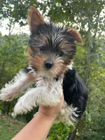 Pink girl , a female Yorkshire Terrier for sale in Inez, KY – 4 of 8