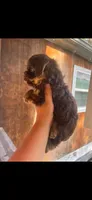 Red boy , a male Yorkshire Terrier for sale in Inez, KY – 7 of 10