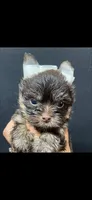 Red boy , a male Yorkshire Terrier for sale in Inez, KY – 2 of 10