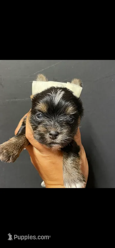 Blue boy  – Yorkshire Terrier puppy for sale in Inez, KY