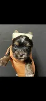 Blue boy , a male Yorkshire Terrier for sale in Inez, KY – 1 of 10