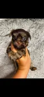 Red boy , a male Yorkshire Terrier for sale in Inez, KY – 6 of 10