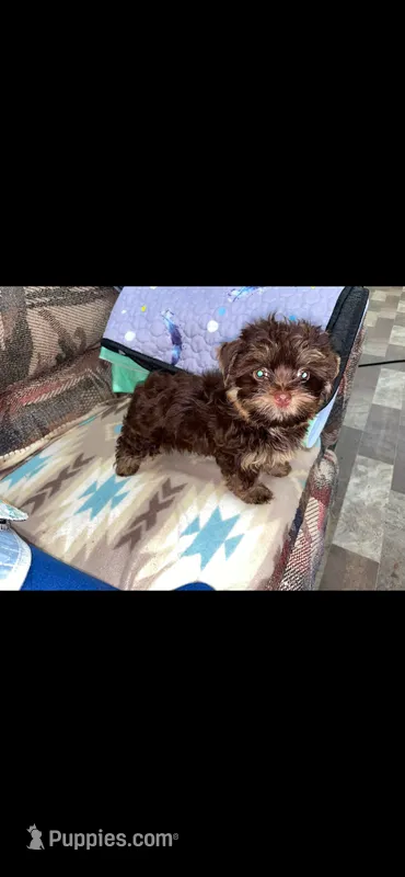 Charlie Brown  – Yorkshire Terrier puppy for sale in Inez, KY