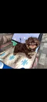 Red boy , a male Yorkshire Terrier for sale in Inez, KY – 8 of 10