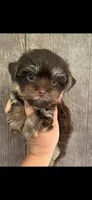 Red boy , a male Yorkshire Terrier for sale in Inez, KY – 4 of 10