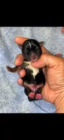 Blue boy , a male Yorkshire Terrier for sale in Inez, KY – 10 of 10