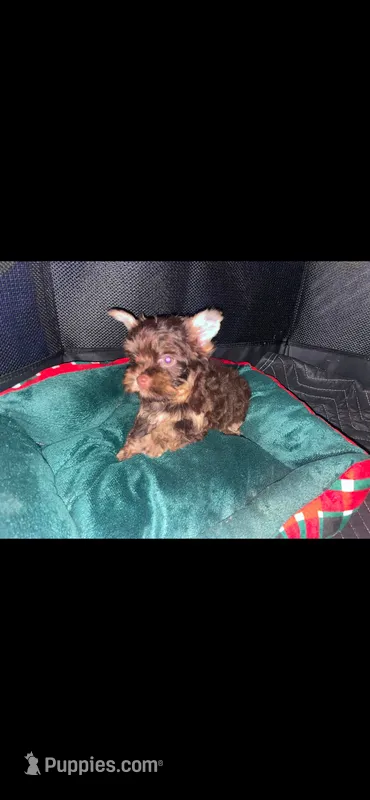 Red boy  – Yorkshire Terrier puppy for sale in Inez, KY