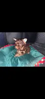Red boy , a male Yorkshire Terrier for sale in Inez, KY – 1 of 10