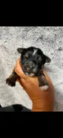 Blue boy , a male Yorkshire Terrier for sale in Inez, KY – 3 of 10