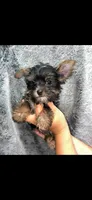 Blue boy , a male Yorkshire Terrier for sale in Inez, KY – 6 of 10