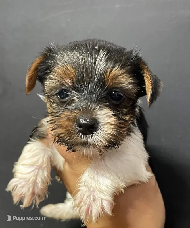 Pink girl  – Yorkshire Terrier puppy for sale in Inez, KY