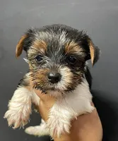Pink girl , a female Yorkshire Terrier for sale in Inez, KY – 1 of 8