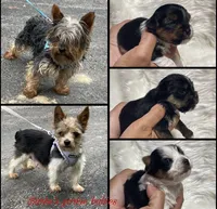 Pink girl , a female Yorkshire Terrier for sale in Inez, KY – 3 of 8