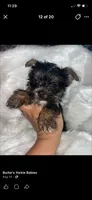 Blue boy , a male Yorkshire Terrier for sale in Inez, KY – 2 of 10