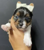 Pink girl , a female Yorkshire Terrier for sale in Inez, KY – 8 of 8