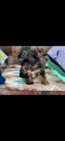 Blue boy , a male Yorkshire Terrier for sale in Inez, KY – 9 of 10