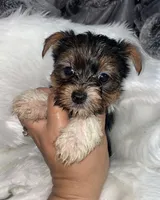 Pink girl , a female Yorkshire Terrier for sale in Inez, KY – 2 of 8