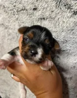 Blue boy , a male Yorkshire Terrier for sale in Inez, KY – 7 of 10