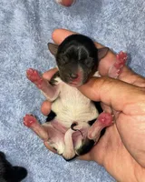 Pink girl , a female Yorkshire Terrier for sale in Inez, KY – 6 of 8