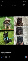 Red boy , a male Yorkshire Terrier for sale in Inez, KY – 10 of 10