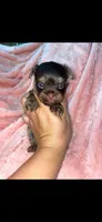 Red boy , a male Yorkshire Terrier for sale in Inez, KY – 5 of 10
