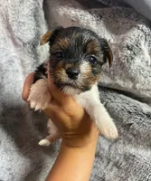 Pink girl , a female Yorkshire Terrier for sale in Inez, KY – 5 of 8