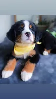 Melly, a female Bernese Mountain Dog for sale in Albany, NY – Photo 7 of 8